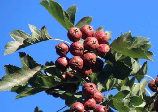 山里红叶子像什么_360问答