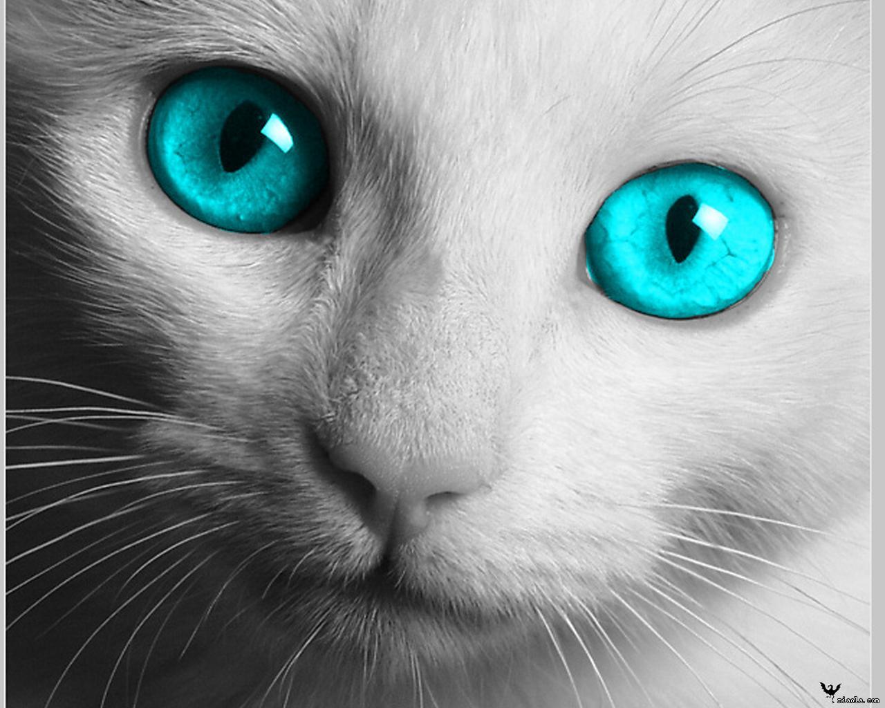 猫眼睛的奥秘：最不该存在于世的粉色瞳孔。 - 知乎