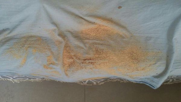 我家河北,松木房梁,可以听到虫子吃木头的声音