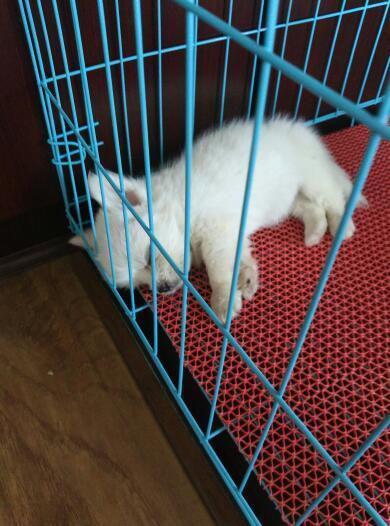 医院检查没细小狗瘟,但是狗狗马上二个月,流鼻