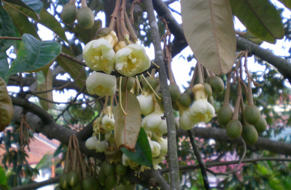 榴莲有几种样子,别称是什么?_360问答