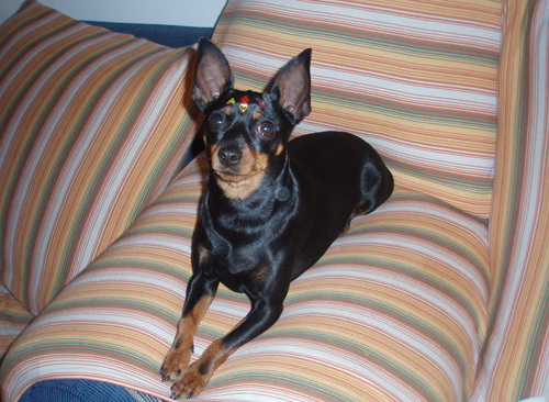 迷你杜宾犬吃什么 喂养狗狗的方法各不相同_3