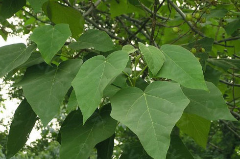 这是草本植物,还是木本植物。叫什么?_360问