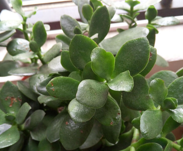 多肉玉树新长的叶子为什么发卷_360问答