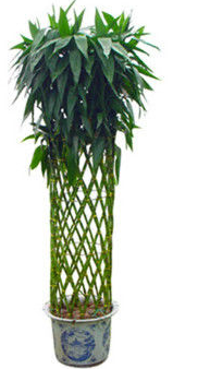 富贵竹怎么压叉_360问答