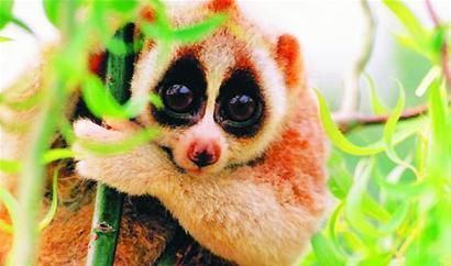 懒猴价格 生活在热带雨林的小精灵_360问答