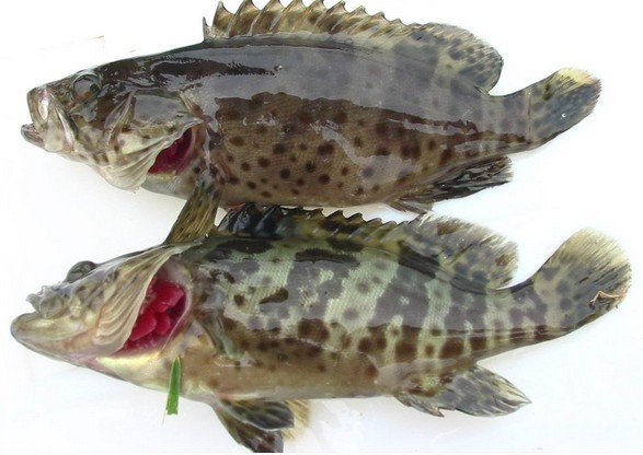 hypoplectrus indigo 别称 紫青低纹鮨 界 动物界 门 脊索动物门 亚门