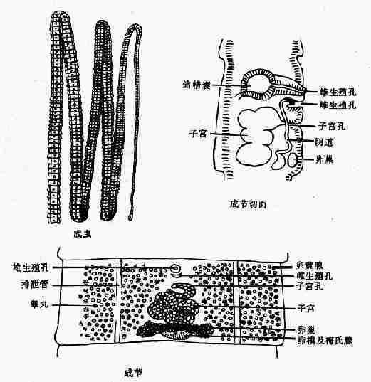 扩展莫尼茨绦虫结构图图片