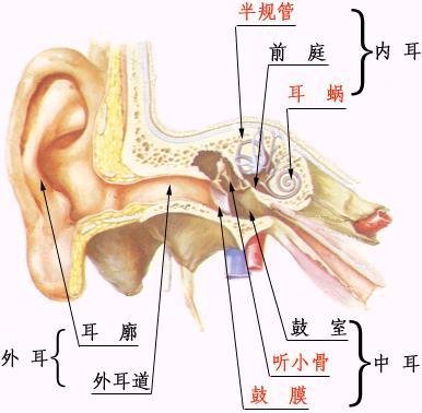 外耳道口的准确位置图片