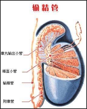 输精管