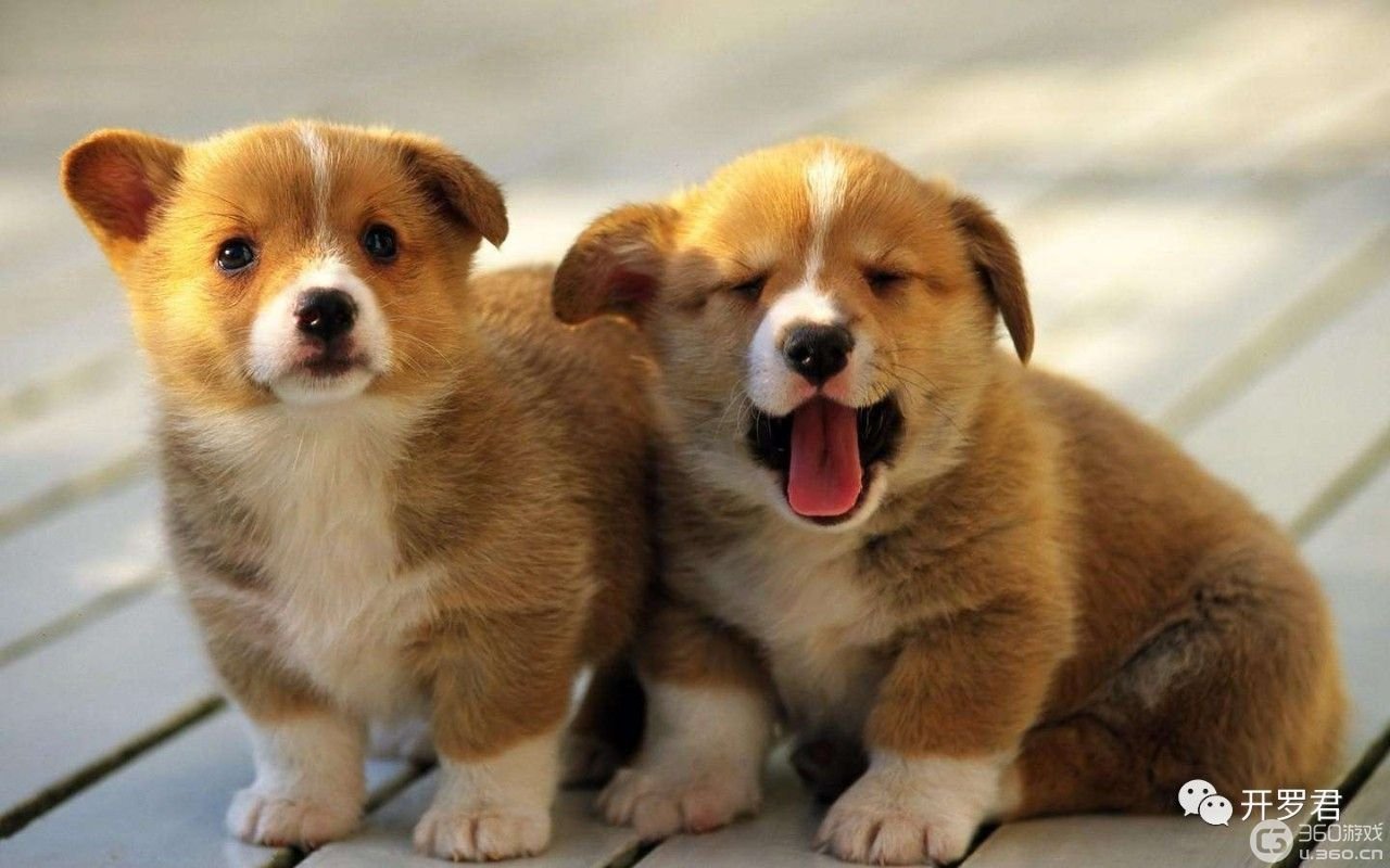 萌宠是个讨人喜欢的存在,男女通吃,看到小猫小狗慵懒可爱的样子就忍不