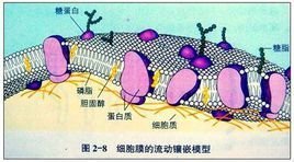 糖被_360百科