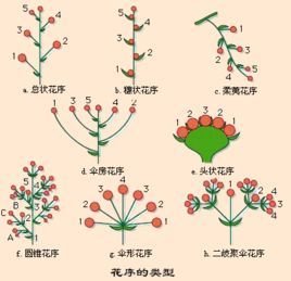 柔荑花序 穗状花序图片