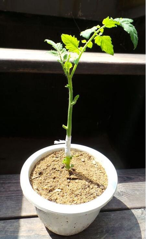 神奇的土豆番茄嫁接技术:上面长番茄下面结土豆